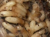 Captura de termitas