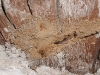 Galeria de termitas en forjado